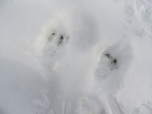 Balade en raquettes à la Lierre