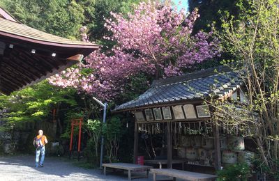 Compte-rendu du voyage aïkido au Japon printemps 2016