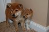 Mini shiba inu Mame Shiba mameshiba
豆柴