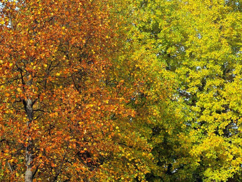 photos d'arbres aux couleurs changeantes