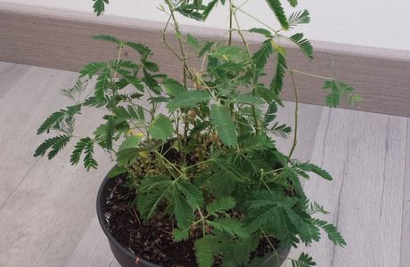 Mimosa Pudica