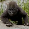 Rwanda: «baptême» pour 18 bébés gorilles des montagnes