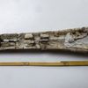 Découverte d'un Ichthyosaure cénomanien au Cap Blanc-Nez