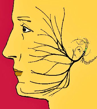 Neurologie bucco-Faciale/Rééducation des Paralysies Faciales  30 Nov. 1 et 2 Décembre 2017