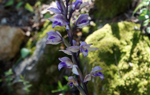 Sentier découvertes. La plante mystère : le "limodore à feuilles avortées". Fallait trouver ! Cette fois, c'est le "papillon mystère" dont il faudra donner le nom.