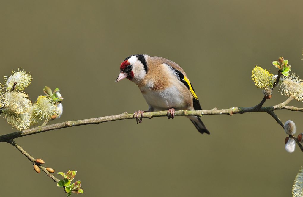 Chardonneret élégant.