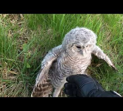 LE P’TIT DOC ANIMALIER : Le bébé chouette sauvé par un motard