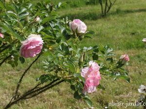 Les rosiers en P. de Po à Pz.
