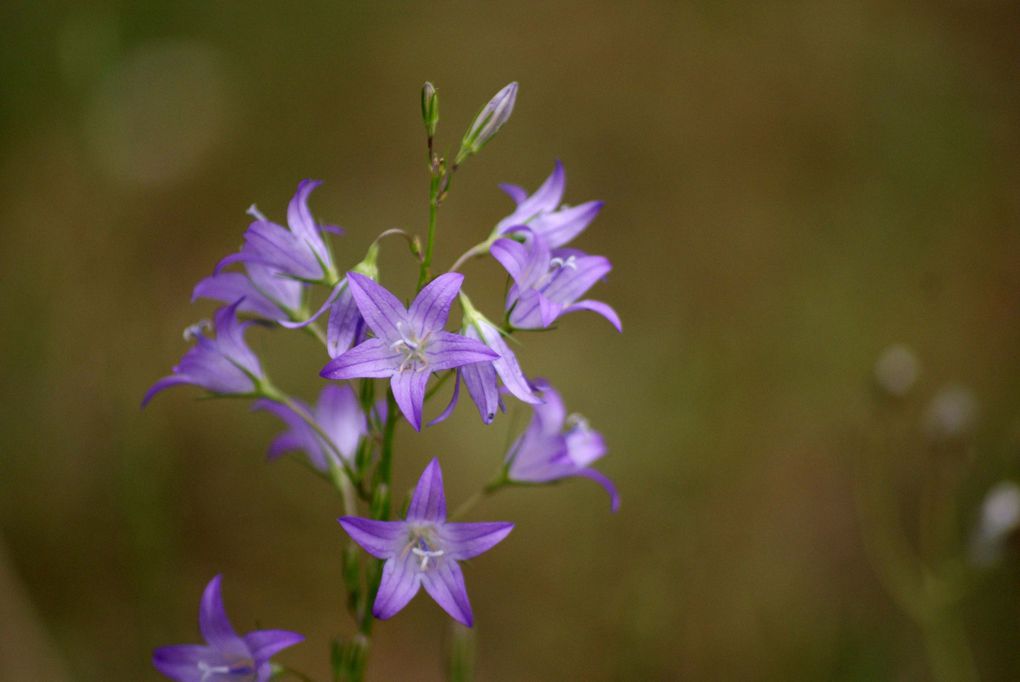 Les plantes et fleurs de mon jardin