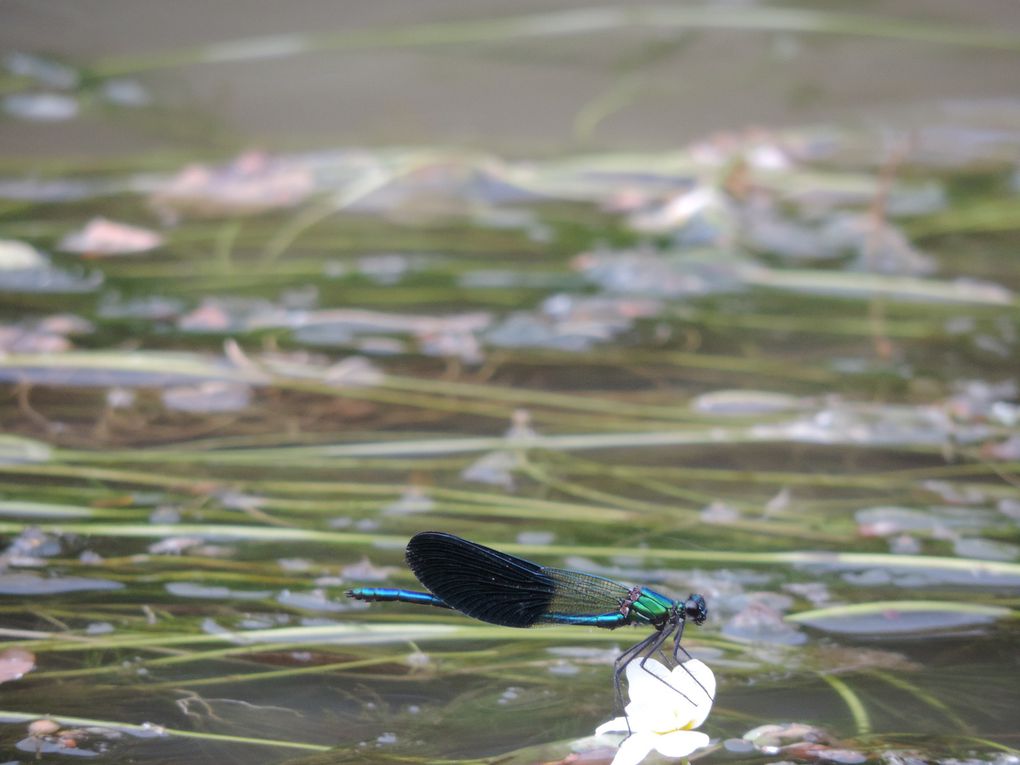 Lacs, étangs et  insectes