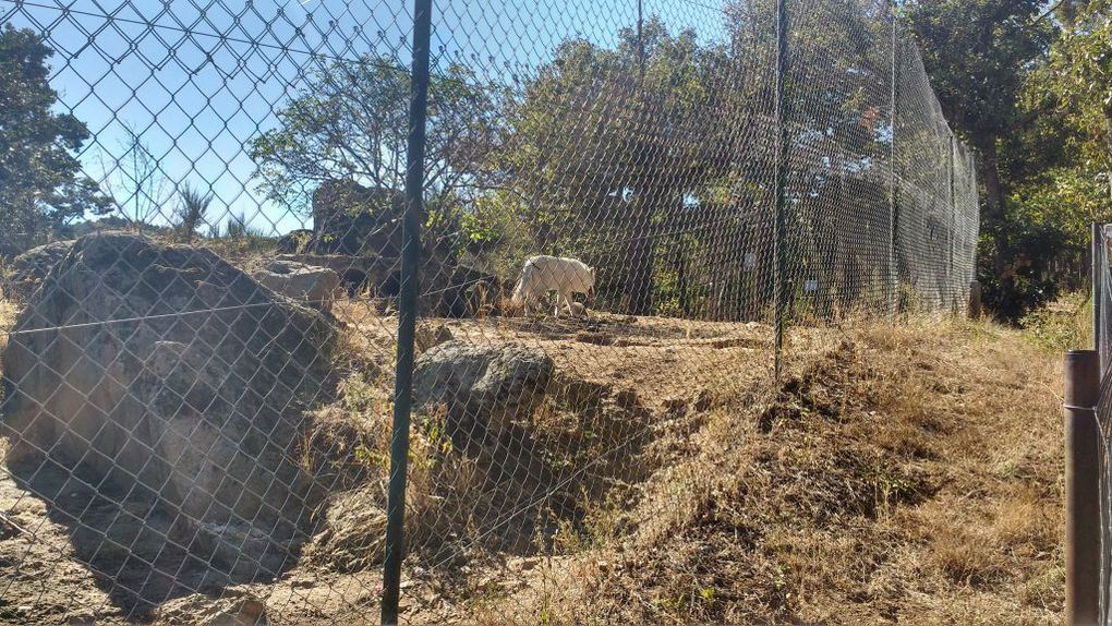 Visite du parc animalier d'Auvergne