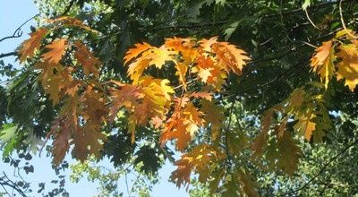 Sommerlicher Herbstanfang