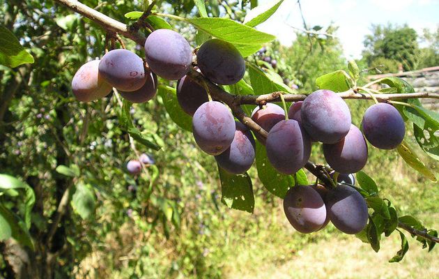 des prunes chez achille et rosalie ! venez les goûter ...