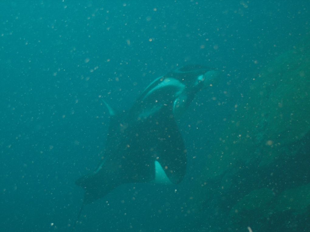 Safari mit der White Manta auf den Similan Island
18.01. - 22.01.2010