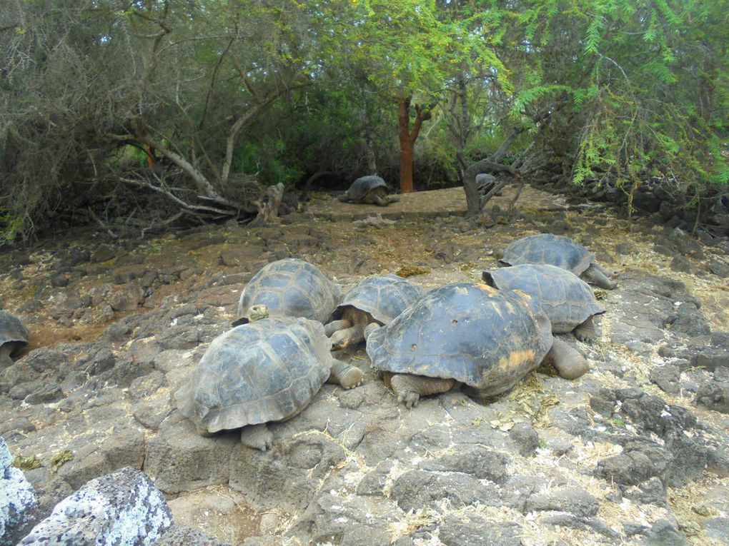 Archipel des Galápagos - un rêve éveillé