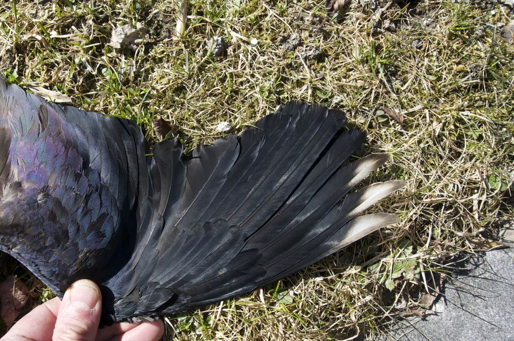 Album - Burhinidae-Charadriidae-Haematopodidae-Recurvirostridae