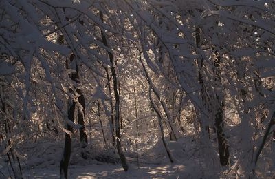 Nature Hivernale