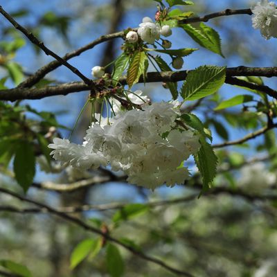 Cerisiers en fleur Parc de Sceaux