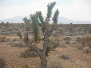 DEATH VALLEY NATIONAL PARK