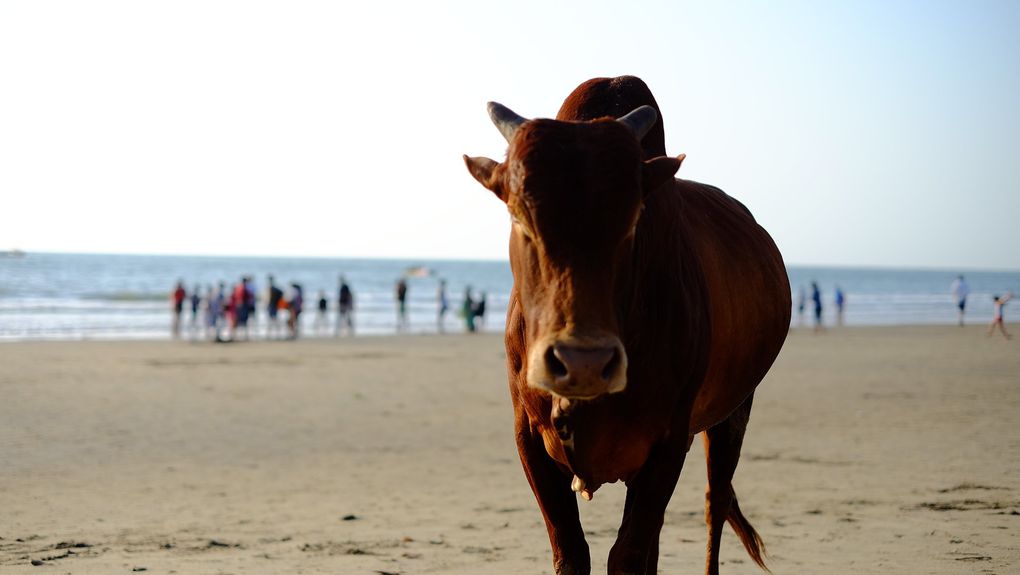 Vagator Beach Goa 