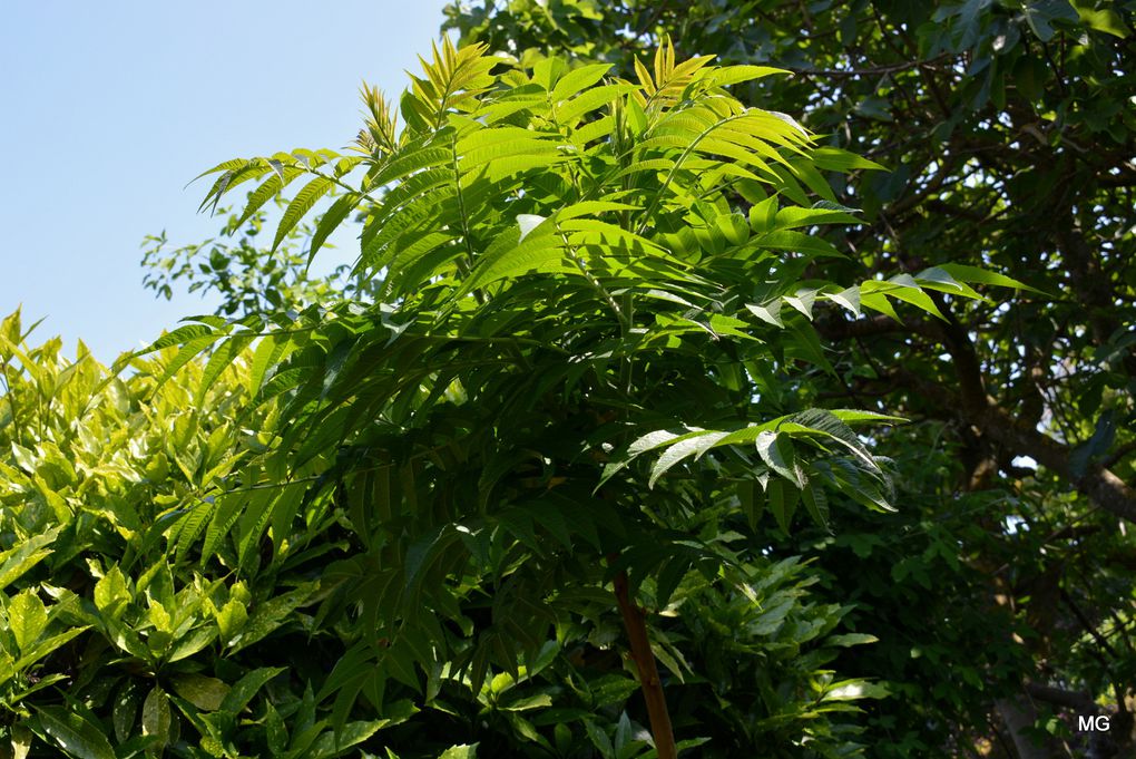 Le jardin de Vincenzo Campisano à Sin-le-Noble.