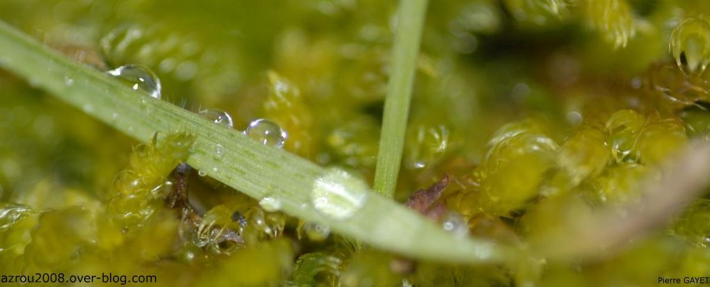 photos prises aux alentours du village de Chemilly, dans l'Allier (03), ainsi que dans la Nièvre (58) et le Puy-de-Dôme (63). Vous y trouverez principalement des photos d'insectes et de fleurs.