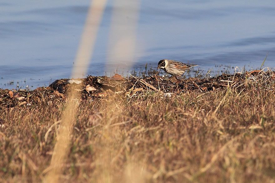 Album - Faune-Oiseau-8