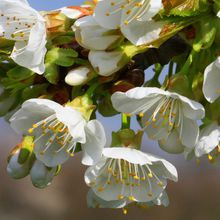 Wallpaper Nature Flowers