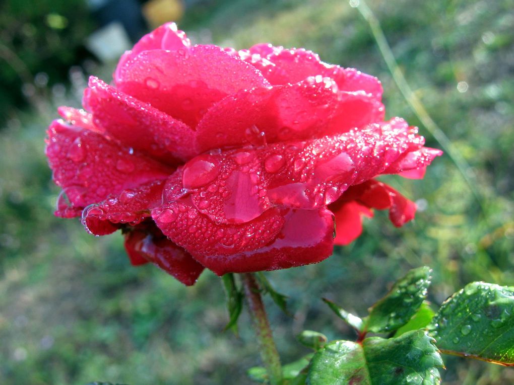 Photos diverses de fleurs et plantes de mon jardin, pour la plupart... en toutes saisons.