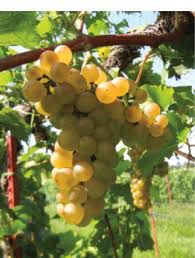 #Chardonel Producers Illinois Vineyards
