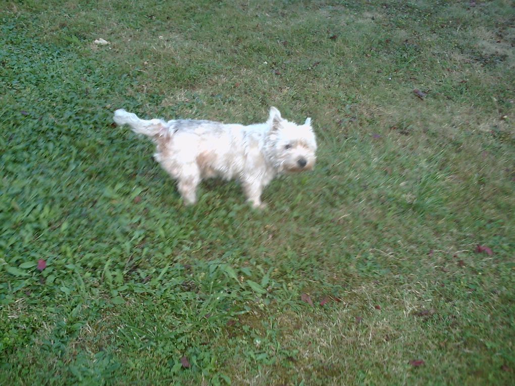 Les premières photos concerne ma promenade avec Sally la chienne juste à côté de chez moi et ensuite Rocamadour et Padirac.
