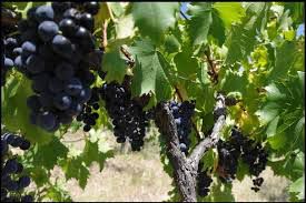 #Red Chambourcin Producers Pennsylvania Vineyards
