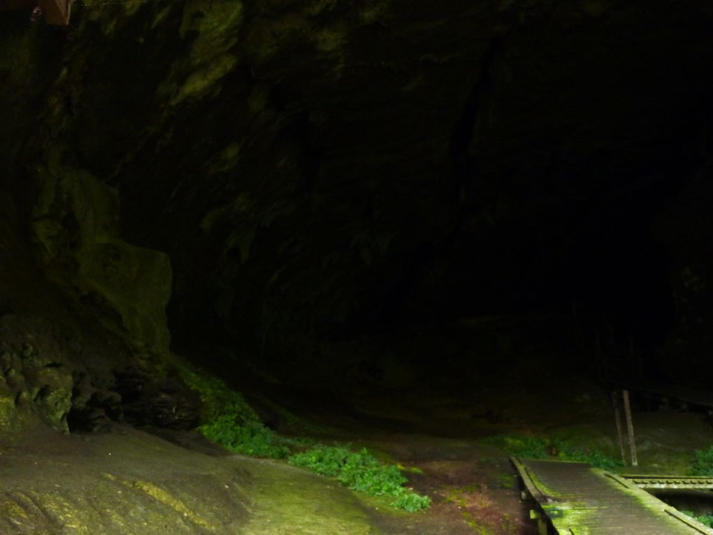 Excursion depuis Miri dans les cavernes de Niah - 
J'ai atteint les limites de mon appareil photo, la :) Toujours joue sur l'exposition pour essayer de capter les verts, impressionnants.