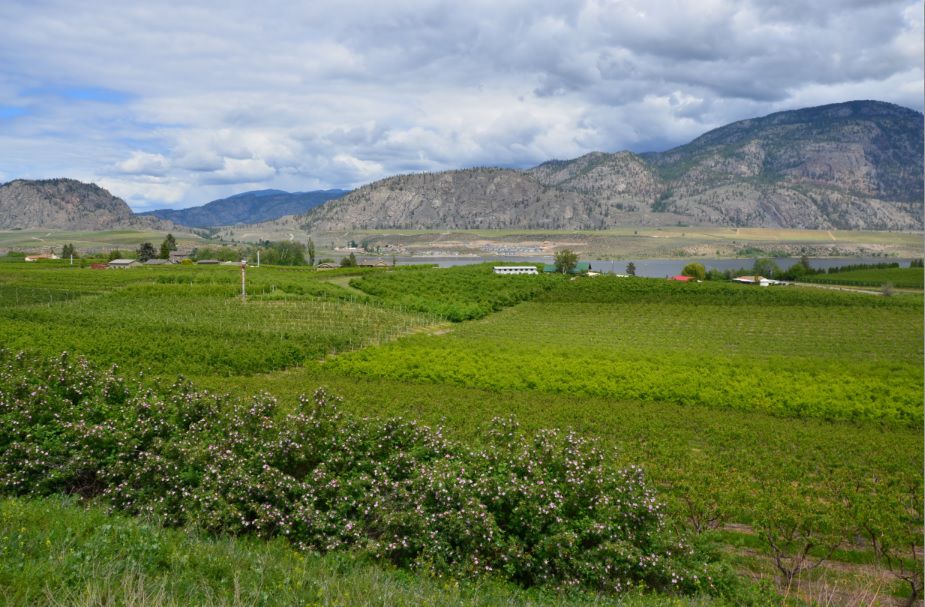 vallée de l'Okanagan