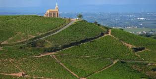 #White Beaujolais        Producers France