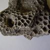 Le Tournaisien stratotypique et ses fossiles