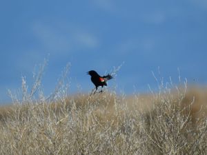 12/05/16 : de Salt Lake City à Grand Teton National Park