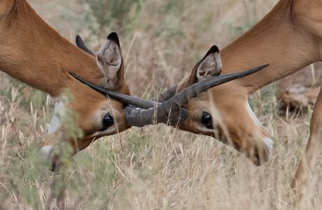 Jeux et combats - Kenya