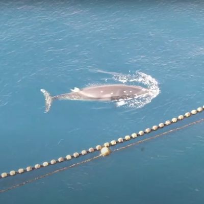 La baleine est morte assassinée après 19 jours de calvaire