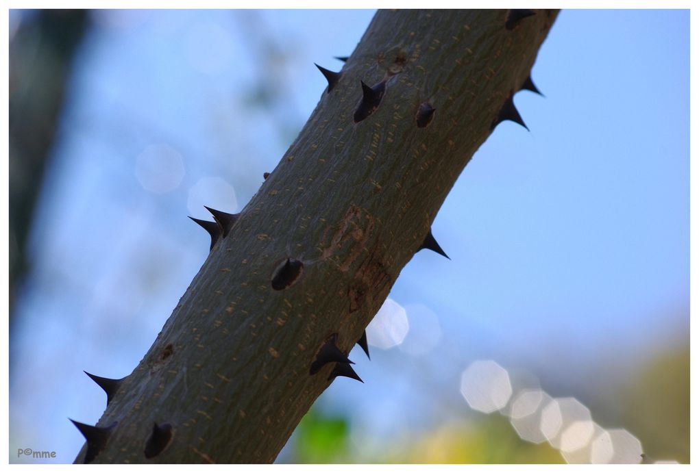 Album - Arbres - Nature 