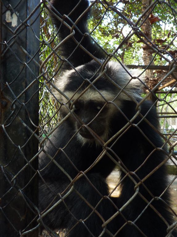 Phnom Tamao Zoological Park and wildlife rescue center.
Pelicans, gibbons, black bear of Asia, ... , Indochina leopard !!