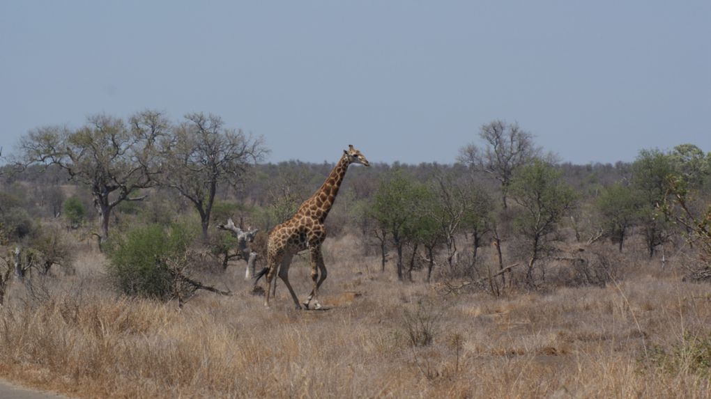 Album - Parc-Kruger