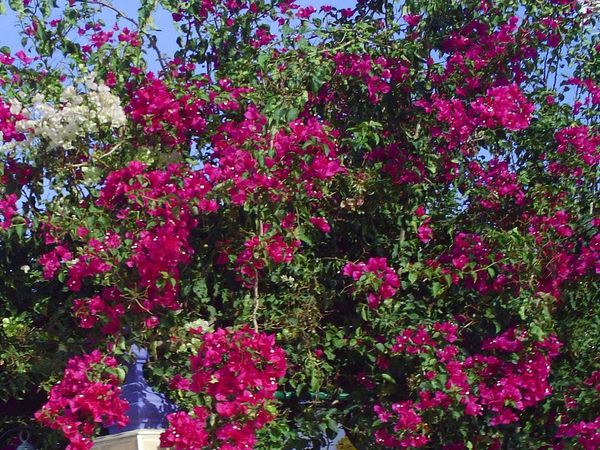 Bougainvilliers,plaisir pour les yeux!