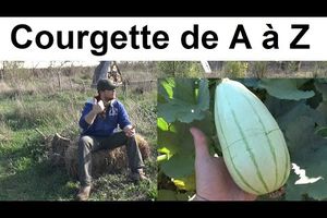 La Courgette de A à Z (presque)