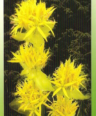 La carte postale de la gentiane en fleurs - août 2008