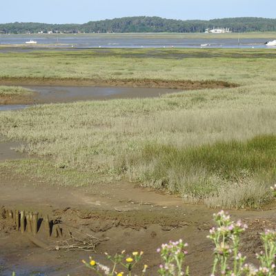 Première balade au bord du Bassin d'Arcachon, depuis deux mois...