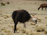 4 jours de rêve entre le salar d´Uyuni et le sud Lipez