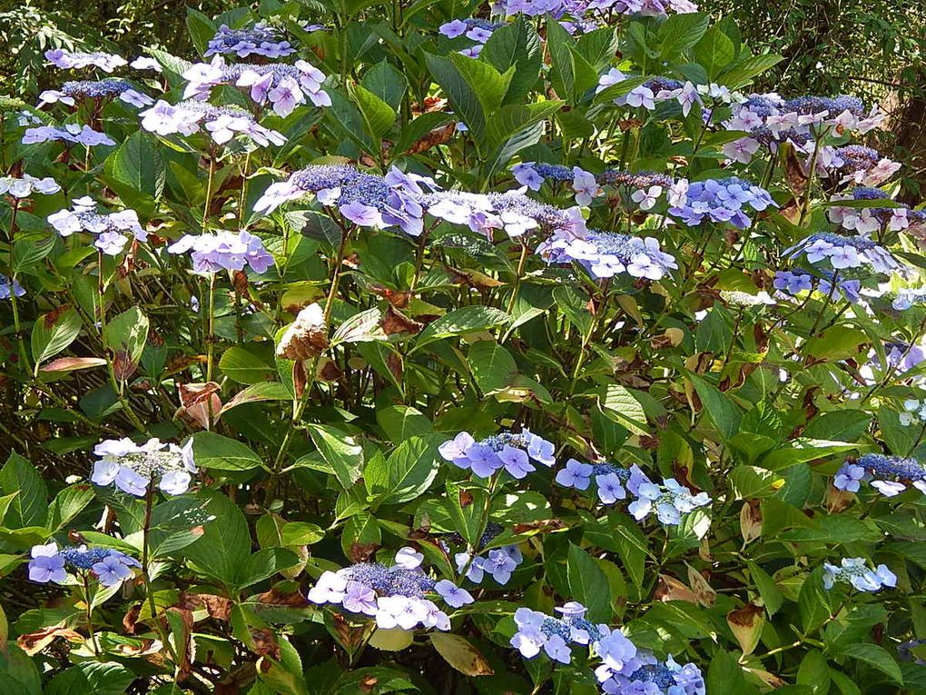 Cotentin: Le Jardin botanique de Vauville