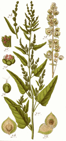 Les plantes potagères du capitulaire de Villis I.