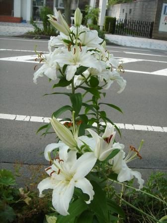 J'aime les fleurs.
Ce sont les fleurs pres de chez moi, au Japon. 